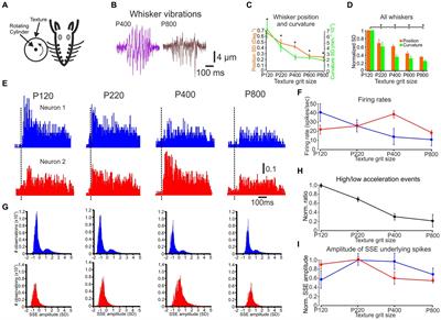 Global and local neuronal coding of tactile information in the barrel cortex